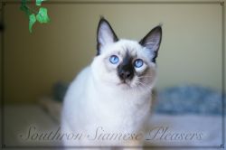 CFA Registered Siamese and Balinese in Tennessee