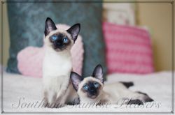 CFA registered Balinese kittens available for sale