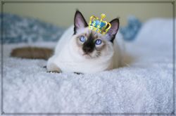 Hypoallergenic CFA registered Balinese and Siamese in Tennessee