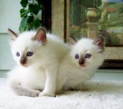 Balinese Cats for adoption