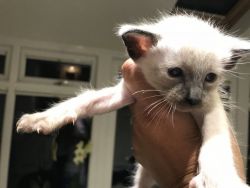 Beautiful Balinese Kittens For Sale