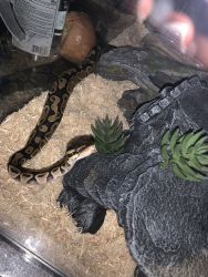 Young Male ball python for sale