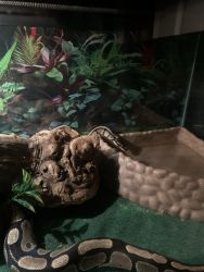 Normal morph ball python