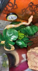 Banana ball python