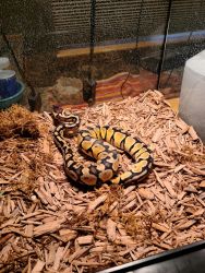 Young pastel ball python with enclosure