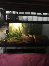 I’m selling my Ball python everything in Clued it