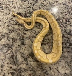 Adult Male Banana Ball Python 100% Het Genetic Stripe
