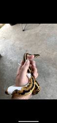 het pied ball python