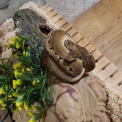 2 Year old Pine Stripe Female Ball Python - Very Friendly, Easily Fed