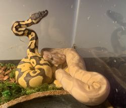 I need a new home for my ball pythons