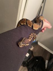 Ball python with tank and accessories