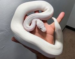 Bel python