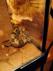 I have two beautiful ball pythons in need of a great home