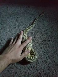 Snake black & yellow ball python