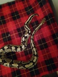 Fire ball python and normal