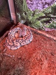 Currently selling my two ball pythons