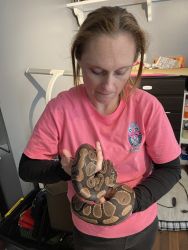 Almost 4 year old female calm amazing ball python & accessories