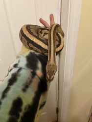 Pythons rehome or trade