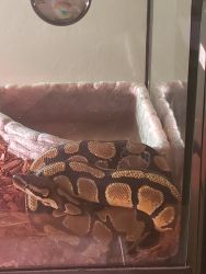 Ball Python included accessories