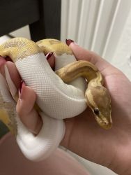 Pied ball python looking for experienced snake owner!