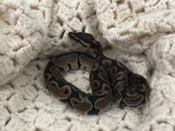 2 year old ball python