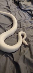 Ivory pastel ball python for sale 2 years of age