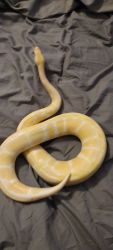 Albino Ball python