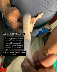 Albino ball mouth python for sale