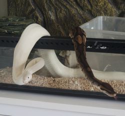Snakes for sale