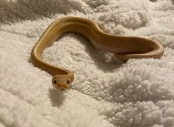 Banana pinstipe ball python