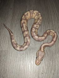 Male Banana Pastel Het Genetic Stripe Ball Python