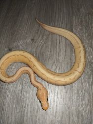 Male Banana Pin 100% Het G-Stripe Ball Python
