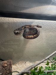 1 year old female ball python