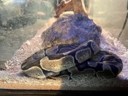 3 year old Ball Python + Terrarium and all supplies needed.