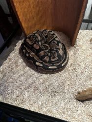 6 year old male ball python