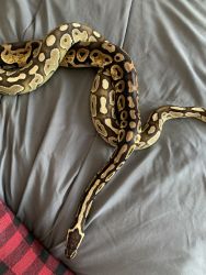 Male and Female adult Ball Pythons
