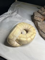 Banana Enchi Ghost Ball Python with enclosure and accessories