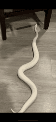Ivory snake