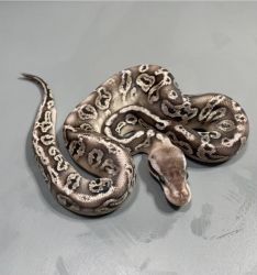 Pastel black ball python