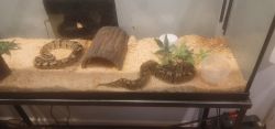 2 pythons needs new home