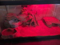 Ball python and enclosure with everything you need