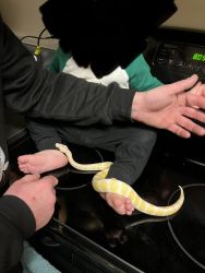 Albino snake