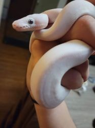 Blue Eyed Luci (Russo) Ball Python 1 year old Male