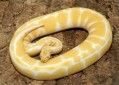 cutes and healthy albino and piedbald python for sale