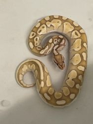 Banana lesser ball python