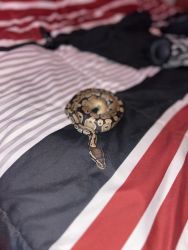 Juvenile Male Ball Python