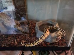 Male Pastel Vanilla Ball Python