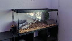 Ball Python with Tank and Accessories