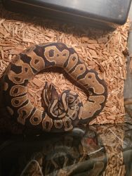 1 year old ball python