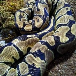 ~40in Ball Python with tank & Reptizoo thermo hygrostat